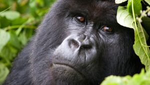 Africa Gorilla Safaris