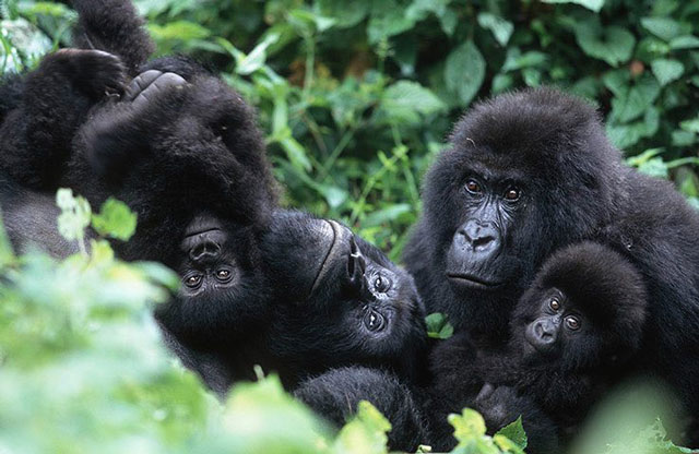 Rwanda Mountain Gorilla Permits