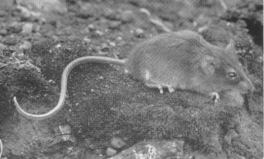 Mount Kahuzi Climbing mouse