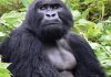 Gorilla Trekking about Filming