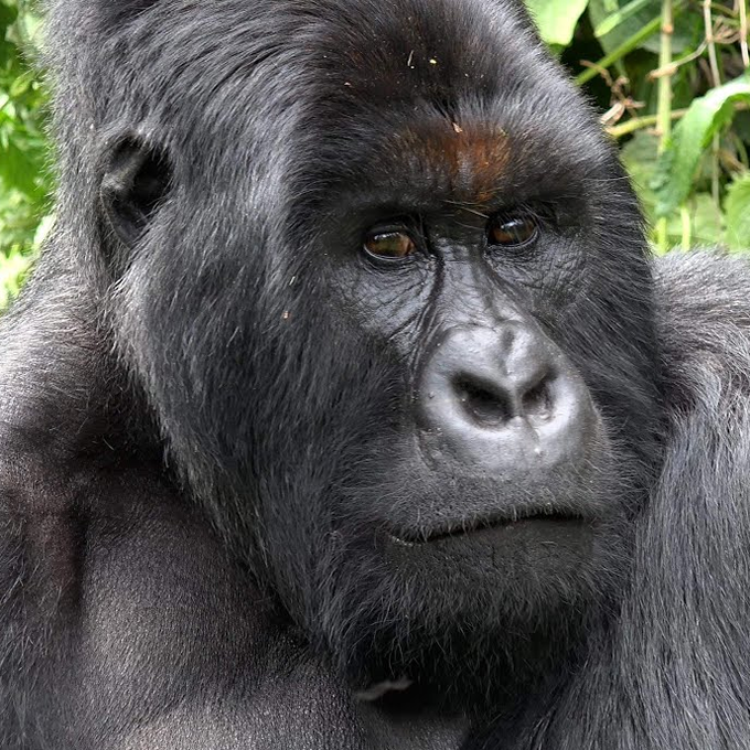 Trekk Gorillas 2