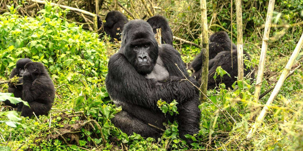 gorillas at kahuzi biega congo