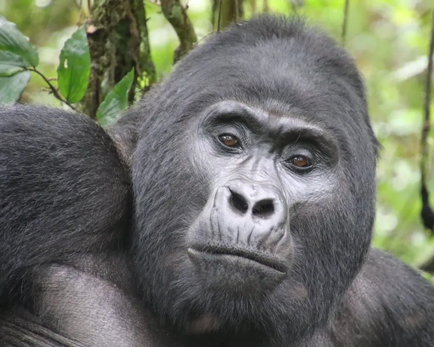 Eastern Lowland Gorillas