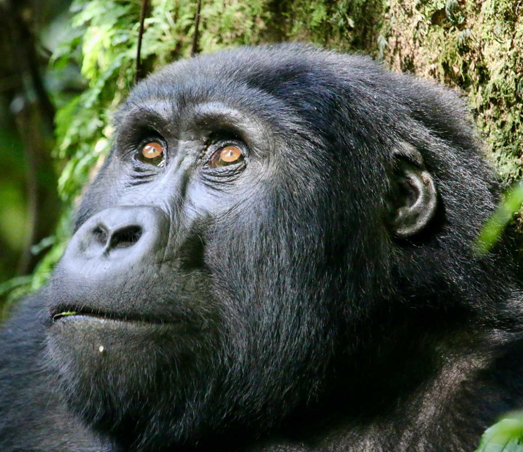 ..gorilla tours