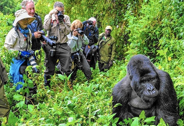gorilla treks congo