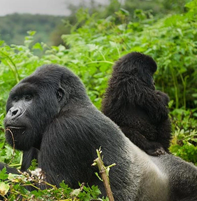 lowland gorillas