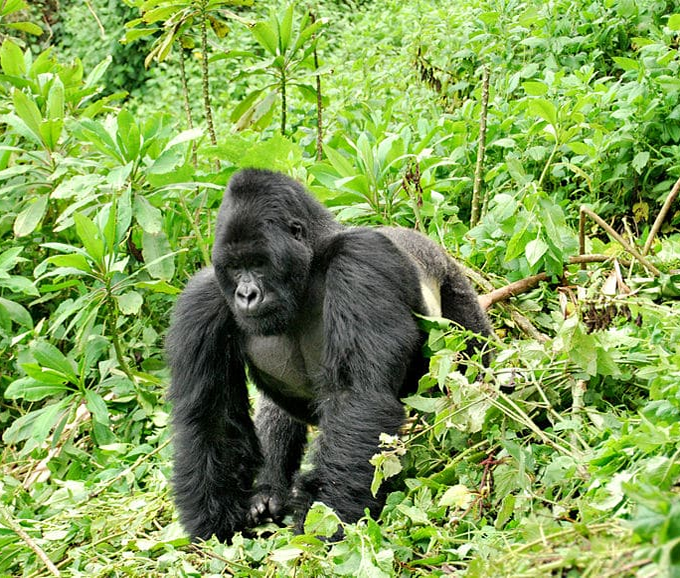 lowland gorillas