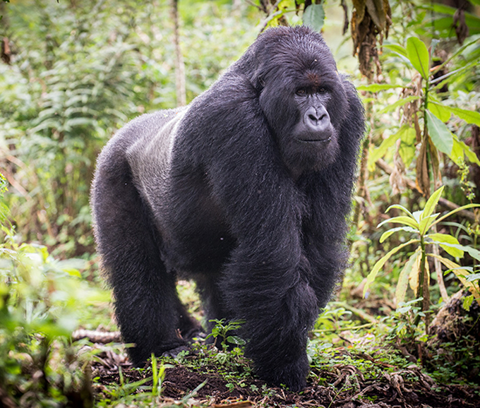 lowland gorillas