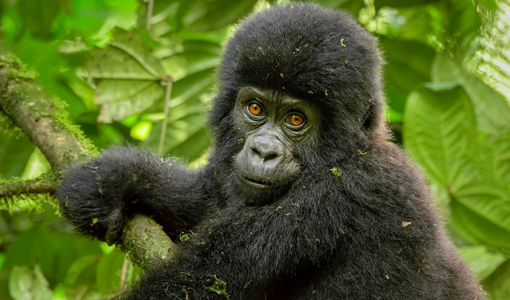 .gorilla treks..