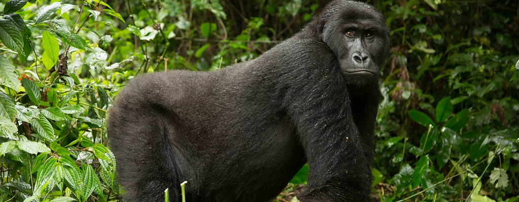Home treek eastern gorillas