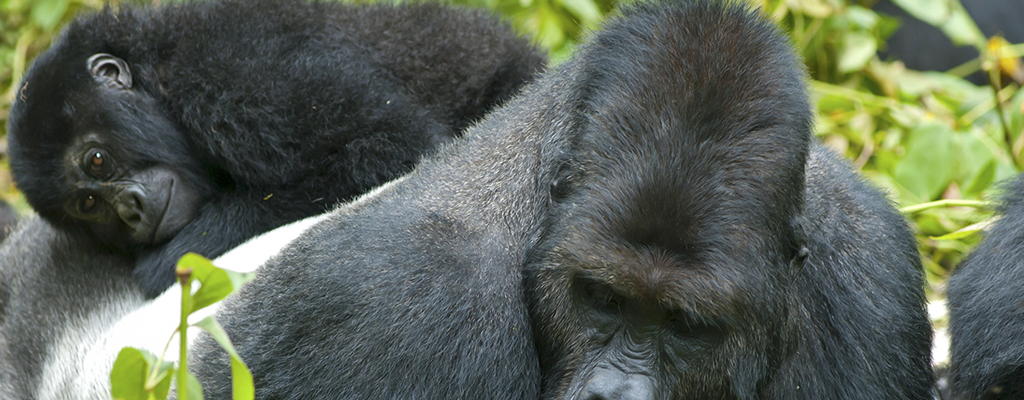Home trek eastern gorillas